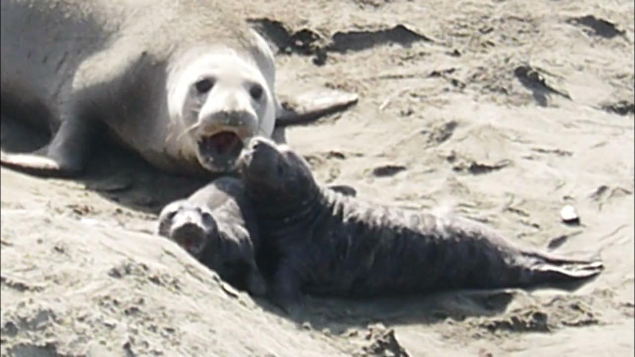 A female elephant seal bites a pup YouTube