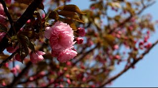 Seasonal Allergy (Chinese Subtitle)