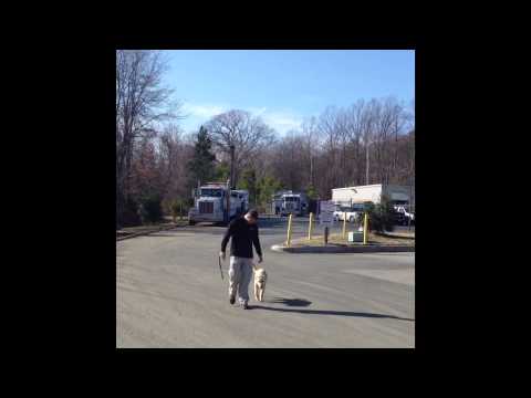 6-month-old-heeling-before/after!-amazing!-dog-training-woodbridge,-va