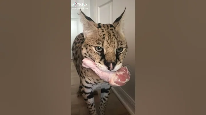 Watch the video about Stryker the cat protects his chicken #shorts