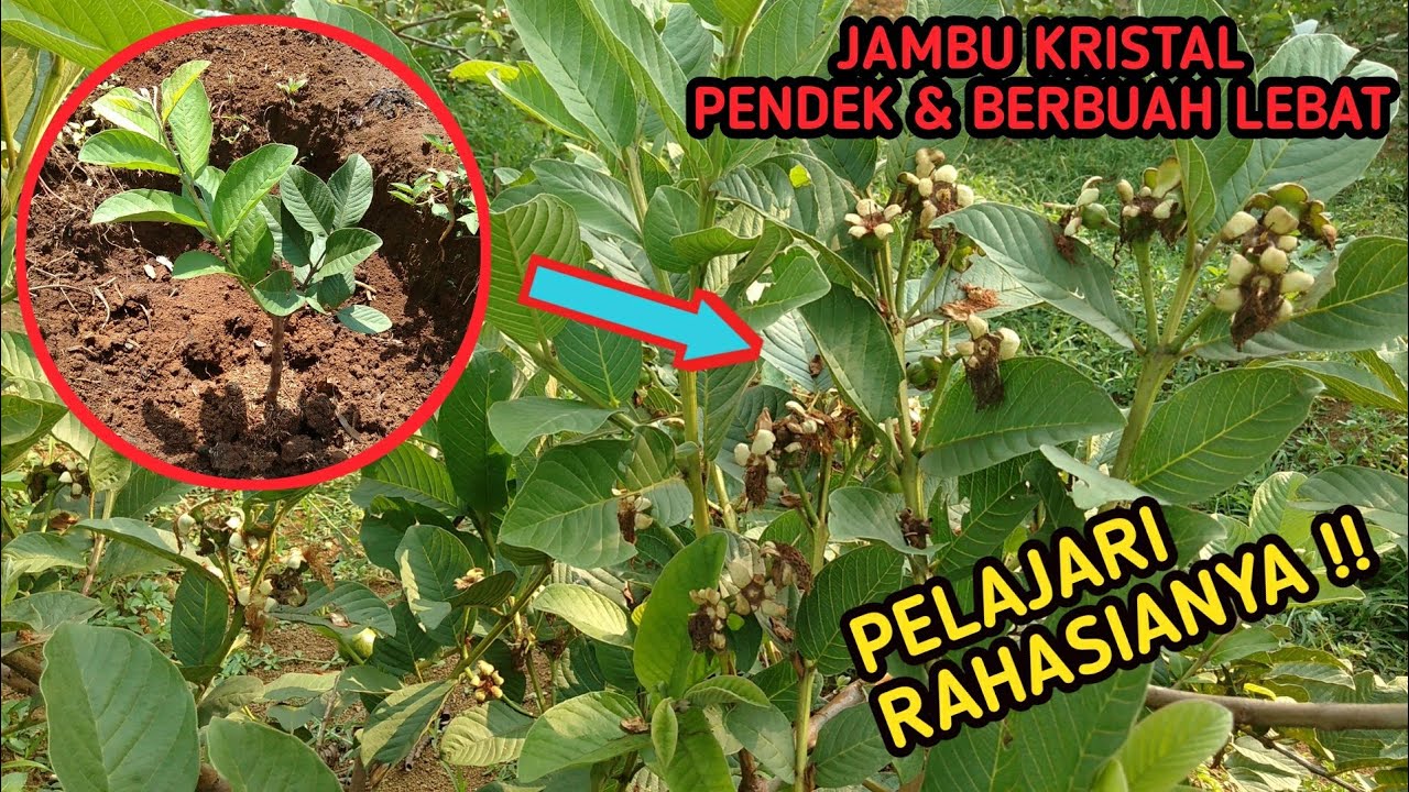 RAHASIA JAMBU KRISTAL PENDEK DAN BERBUAH LEBAT [OMSET 130 JUTA/MUSIM]