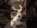 Your Wood Element Energy Is Blocked? Try This. Why You Feel Stuck? It’s Your Wood Element.