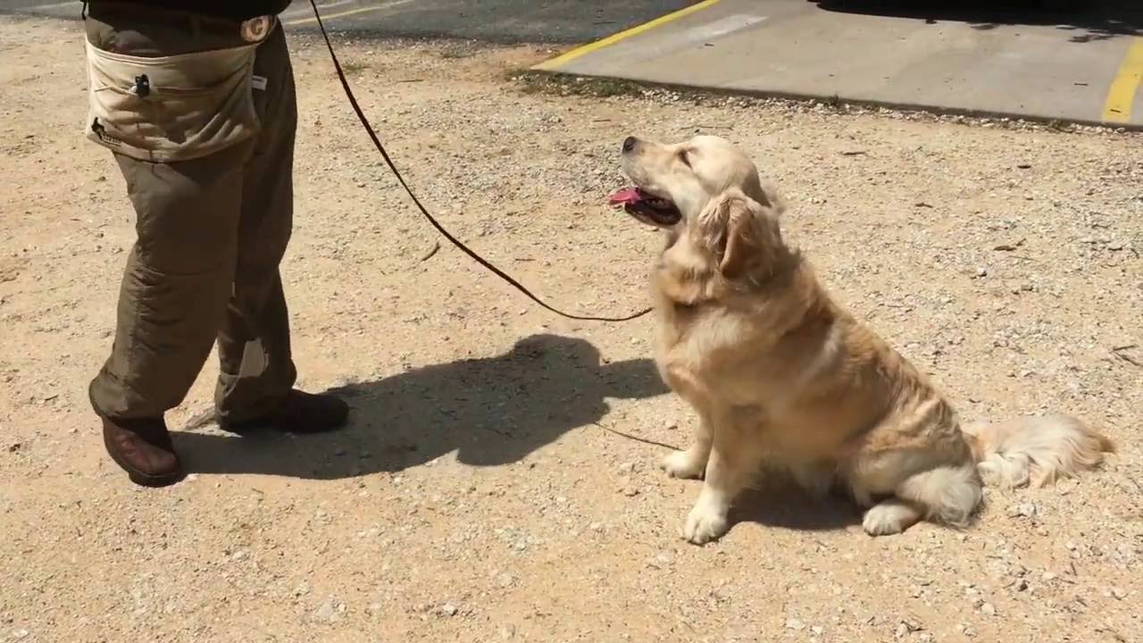 Sam and Finn Meeting A Stranger obedience to authority