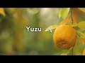 Terroir  yuzu la star des agrumes 