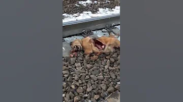 Люди безжалостно убивают животных