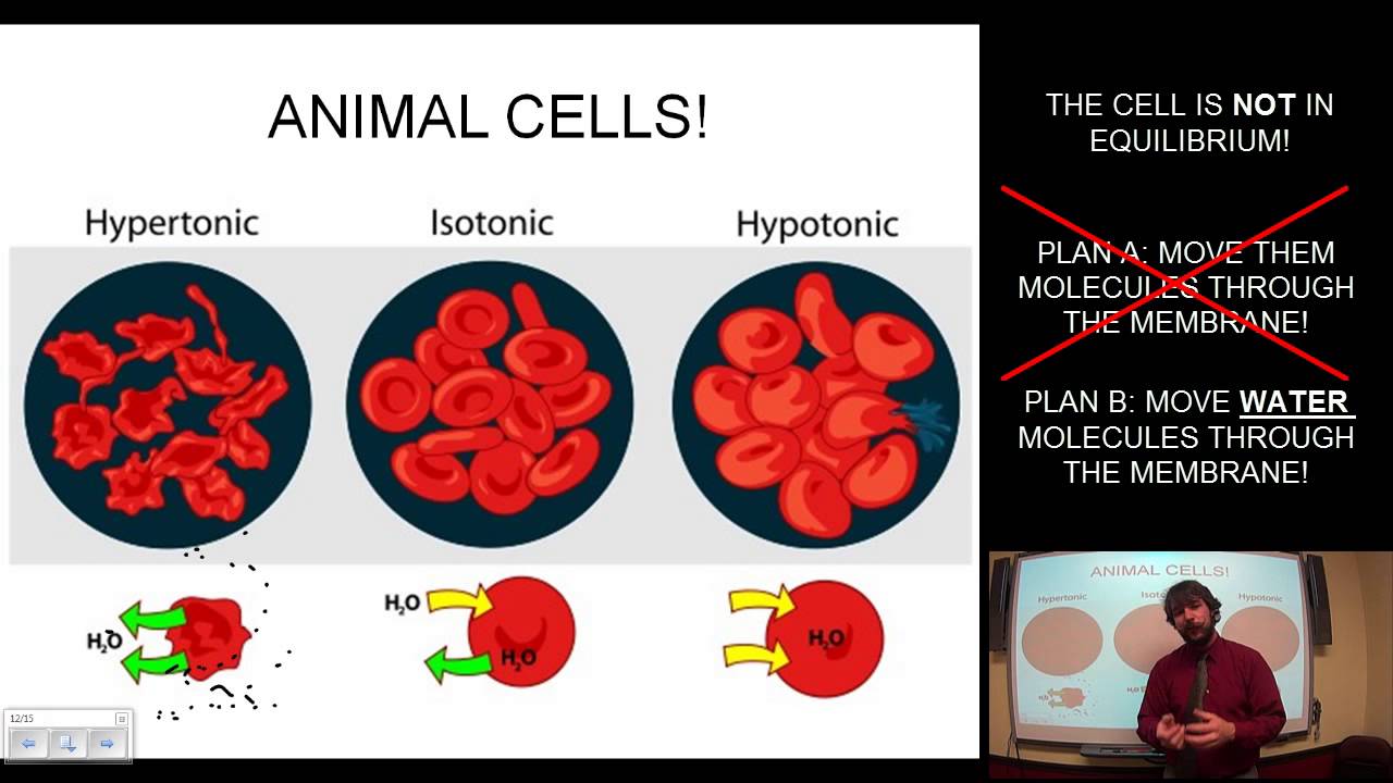 Biology Flipclass for 111115 on The Cells' Environment a