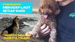 Kisah haru Vaguito, kisah anjing yang mirip Hachiko #AnjingInspiratif