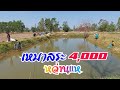 เหมาสระ 4,000 หว่านแห 5คน งานนี้จะเป็นอย่างไร? ลุ้น! Cast Net Fishing.