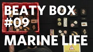 Beaty Box 009 Marine Life