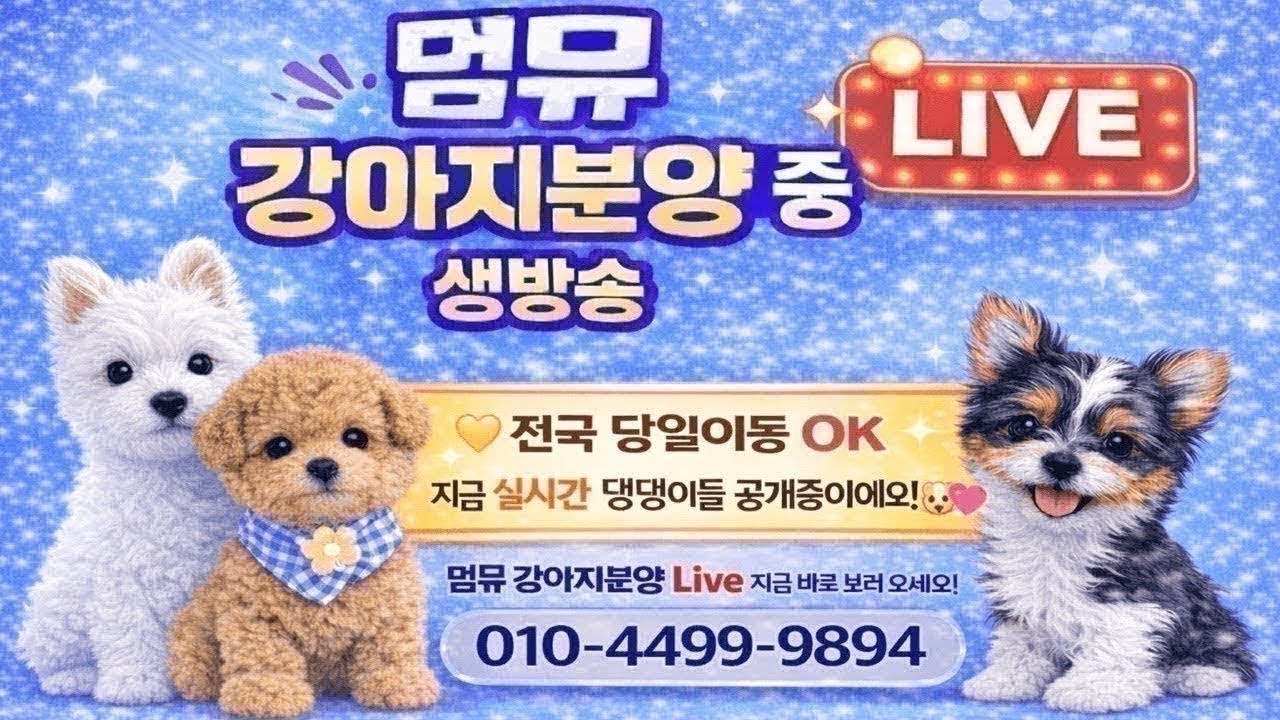 강아지분양 라이브❤️전국어디든분양가능❤️라이브 실시간 상담❤️ #강아지분양 #라이브 #강아지 #강아지입양 #dog #추천 #화이트테리어 #웨스티