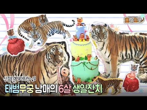 Hogle Hogle EP.2 Today is the birthday of the Baekdu Mountain tigers, Taebeom and Mugung!