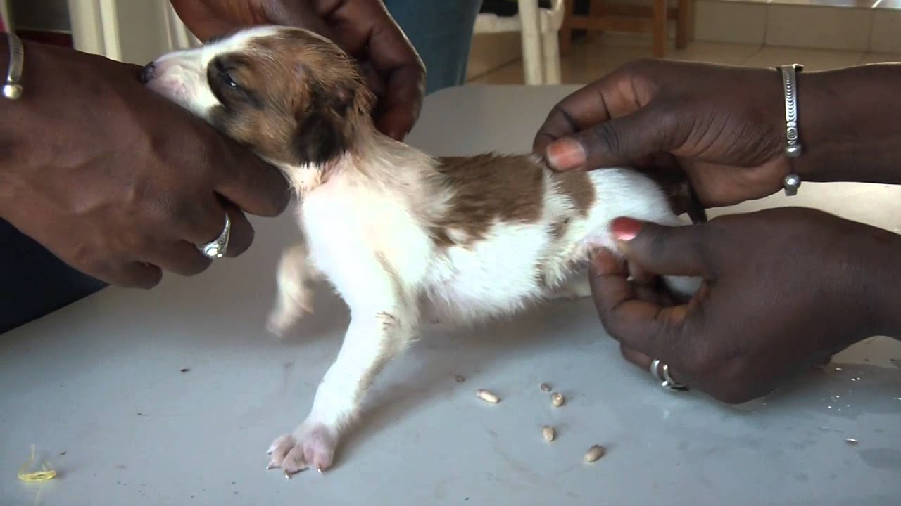 download mangoworms removal in dogs download mangoworms removal in dogs