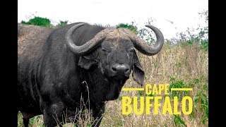 Cape Buffalo - Big 5 Africa