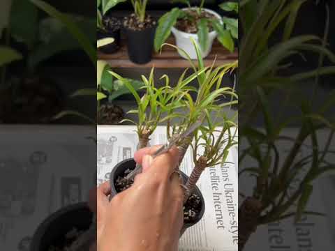 Wideo: Red Star Dracaena Palm – jak wyhodować rośliny Red Star Dracaena