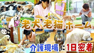 休む暇なし！老犬・老猫ホームの介護現場に１日密着。