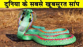 दुनिया के सबसे खूबसूरत सांप| Most Beautiful Snakes in the World|Prettiest snake in the world?