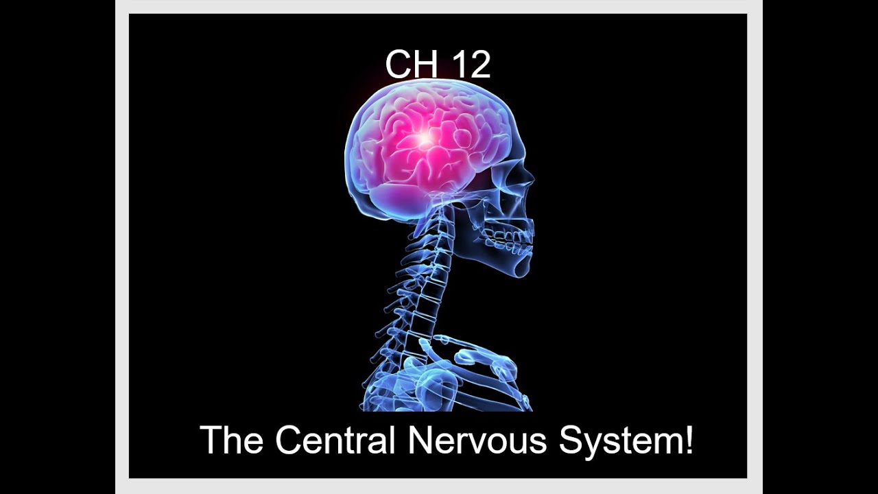 A&P 1 ch12 central nervous system - YouTube