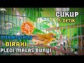 Pleci Ngecir, Untuk Merangsang Birahi Pleci Macet bunyi