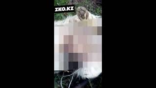 В ЗКО сотрудники ветслужбы застрелили собаку во дворе частного дома В ЗКО сотрудники ветслужбы застрелили собаку во дворе частного дома