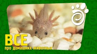 Сказочный Аксолотль Все. О Домашних Животных Сказочный Аксолотль Все. О Домашних Животных