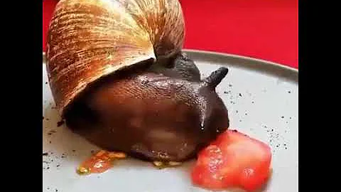 Улитка ест помидор