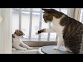 What Happens When the Rescued Kitten Keeps Following the Big Cat Around? │ Episode.95