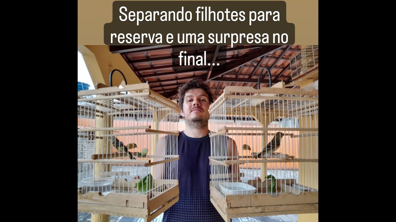 Separando Filhotes de Pintagol..Reserve Já !! Pintassilgo Cruzando Canaria!!Pedido de Sugestões...