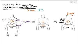 9-4 Maintaining the Concentration Gradient in the Lung Alveoli (Cambridge AS A Level Biology, 9700)