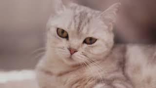 Top 10 Best Indoor Cat Breeds Perfect for Apartment Living