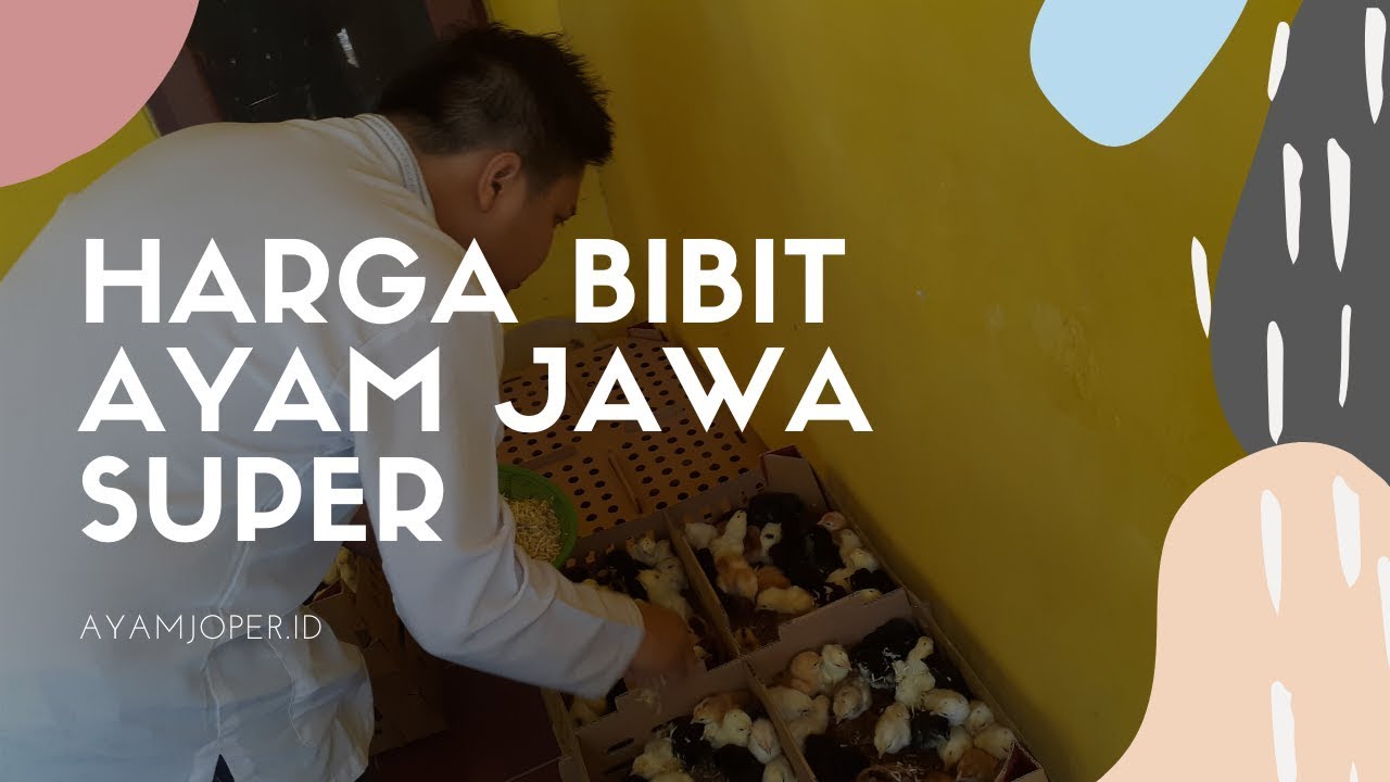 Harga Bibit Ayam Jawa Super 