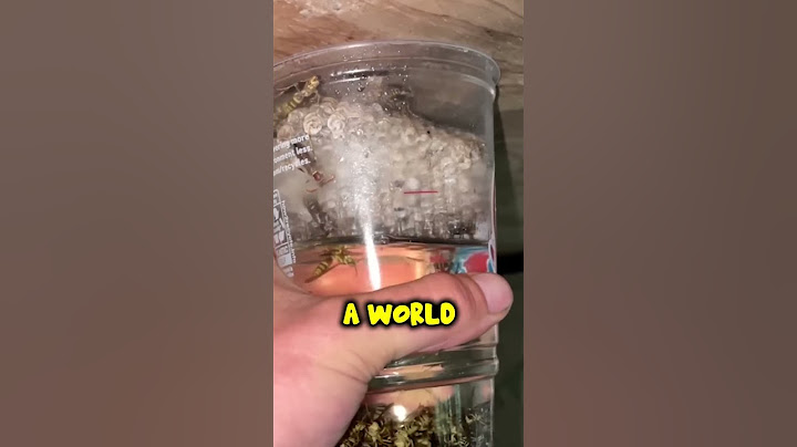 What Does Gasoline Do To Wasps? @TheUrbanRescueRanch