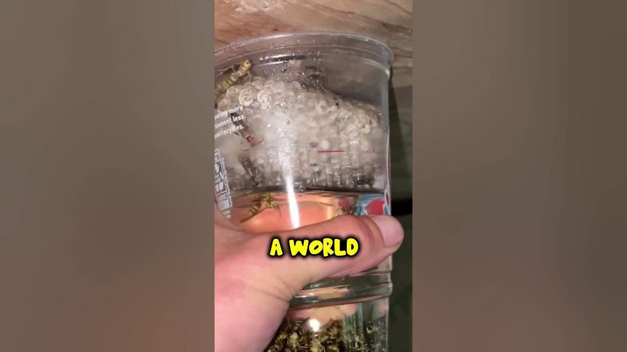 What does Gasoline do to Wasps? - YouTube