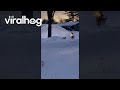 Black Lab Taking on the Snowblower || ViralHog