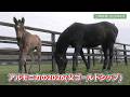 アルモニカ26（牝・父ゴールドシップ）～生後10日目の様子