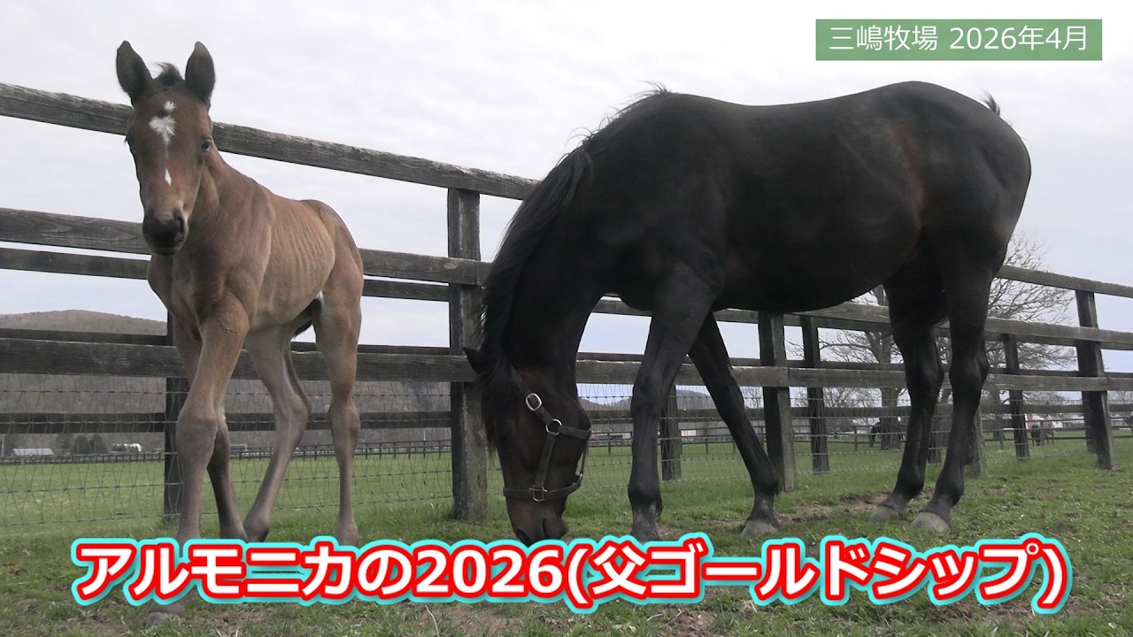 アルモニカ26（牝・父ゴールドシップ）～生後10日目の様子