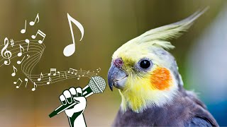 this video will make your cockatiel happy and Singing