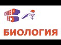 ЕГЭ. Биология. 3.1. Белки: особенности строения. Аминокислоты, пептиды и полипептиды.