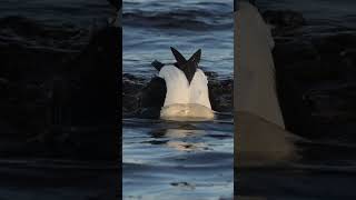 Common Eider #birds #wildbirds #wildbirdlife #wildlifebirding #eider