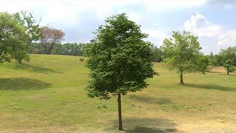 Maya Bifrost Instancing Tests