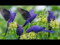Birdsong in Forest | Gentle Nature Sounds for Relaxation, Study & Stress Relief
