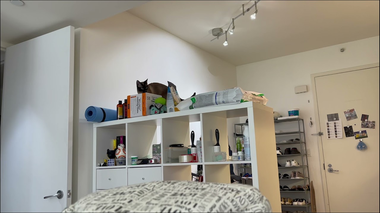 SLOMO Siamese cat Beta jumping on bookshelf...