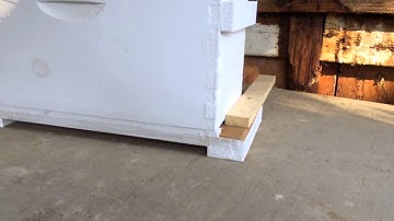 Scout bees in my bait hive/swarm trap!