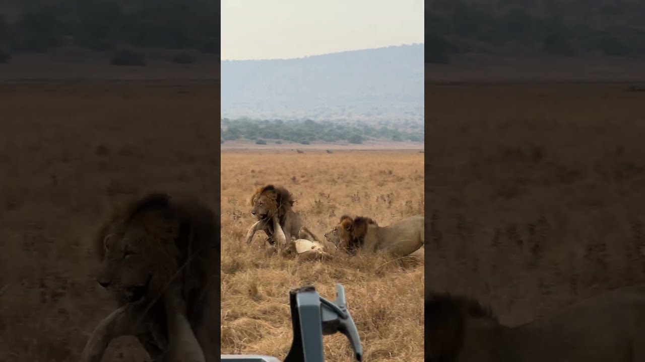 Crazy Fight Between Male Lions Two Putting Their Own Son Into Disciplinary Court Travel
