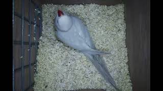 Ring neck Breeding Season 2021 RPM Aviaries Manchester
