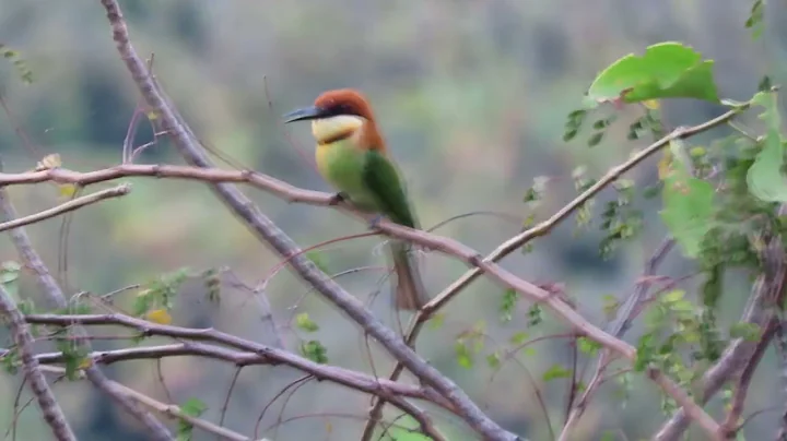 Chestnut-headed bee-eater with kill - DayDayNews