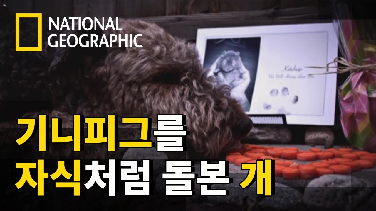 설치류 사냥개가 기니피그와 사랑에 빠지다