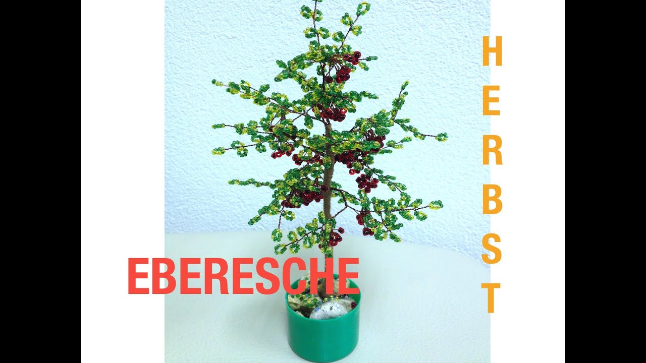 small bonsai tree Small Leaf Fig Bonsai Tree 6 Inch – Bonsai Gifts Nursery