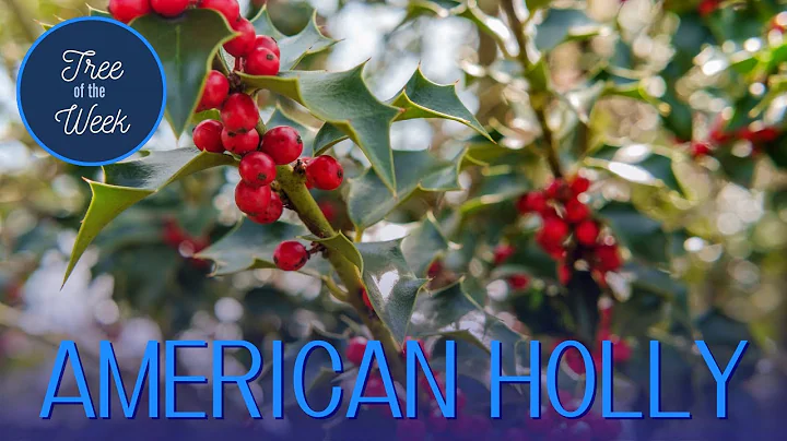 Tree of the Week: American Holly - DayDayNews