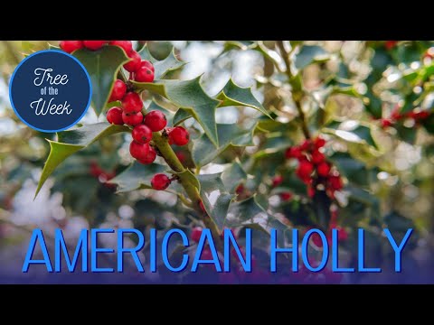 Wideo: American Holly Sadzenie - Dowiedz się, jak dbać o American Holly