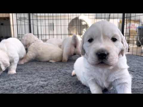 Golden retriever puppies 3 weeks old